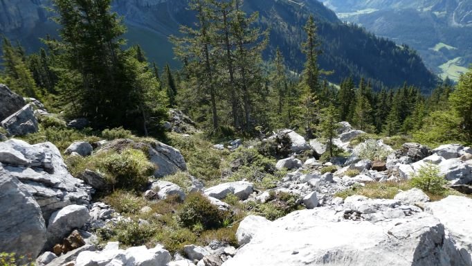 Geröllfeld am Waldrand