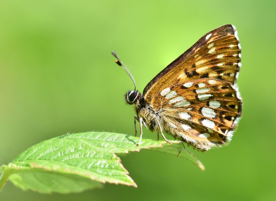 Tagfalter-Hotspot Burglauenen