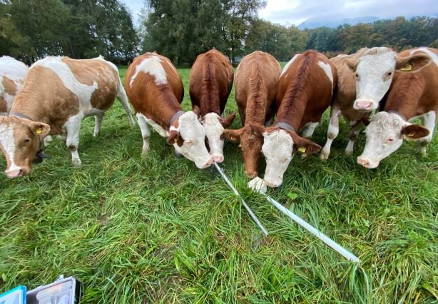 Neugierige Kühe