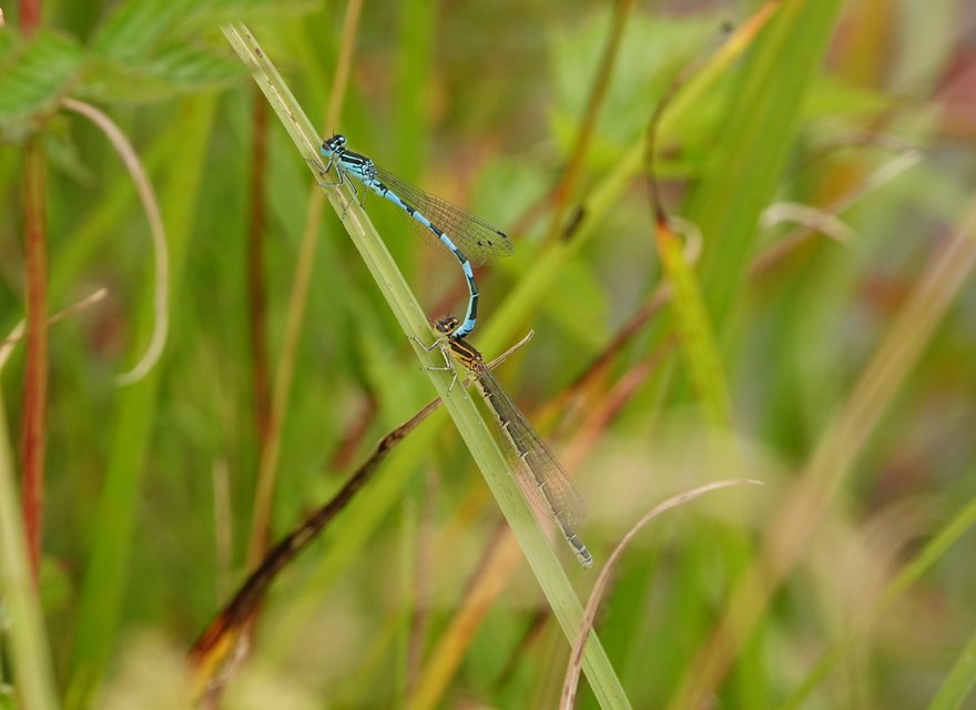 Helm-Azurjungfer_Urtenen
