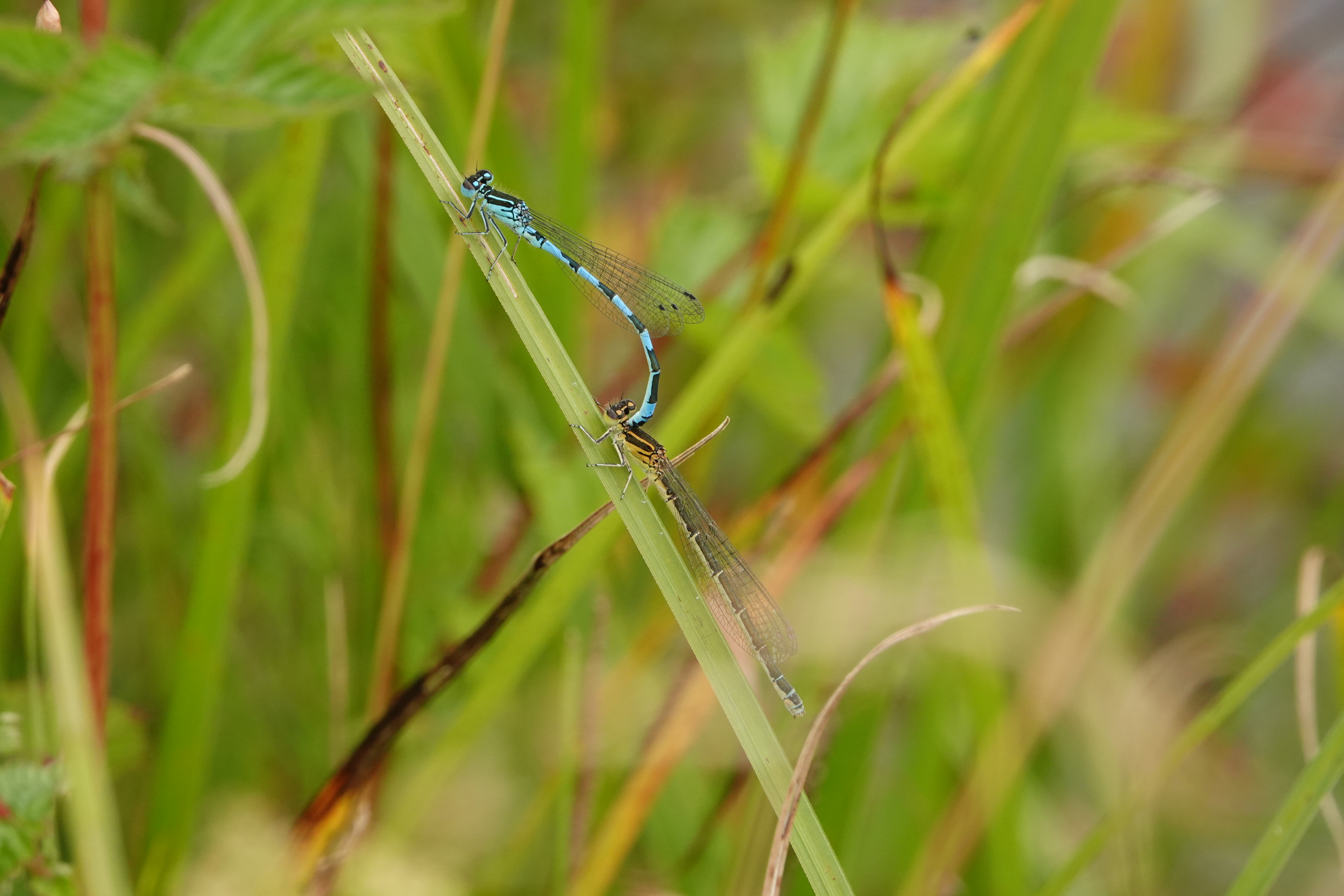 Helm-Azurjungfer_Urtenen