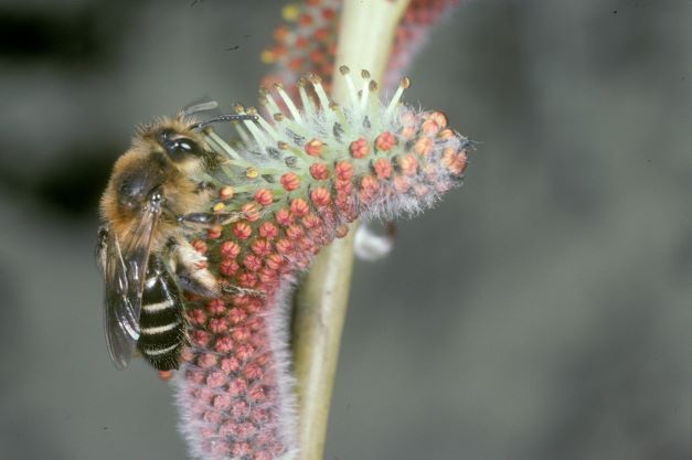 Andrena barbilabris auf Weidenblüte